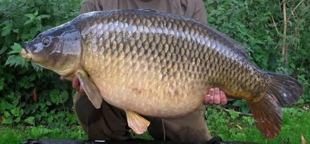 Swan Box Common