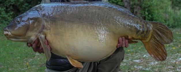 The Birthday Fish