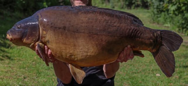 Doc's Fish