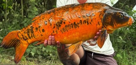 The Koi