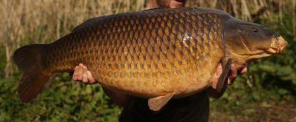 The Burghfield Common