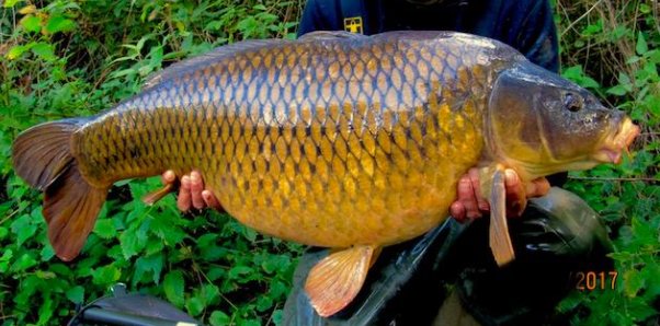 Saddle Back Common