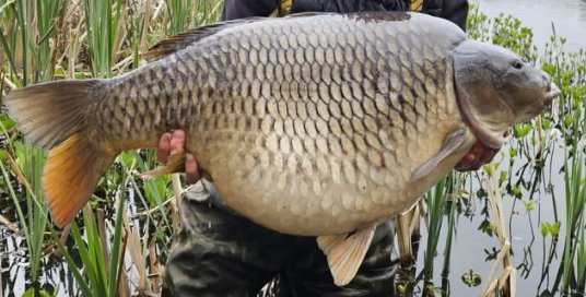 Chubby Common