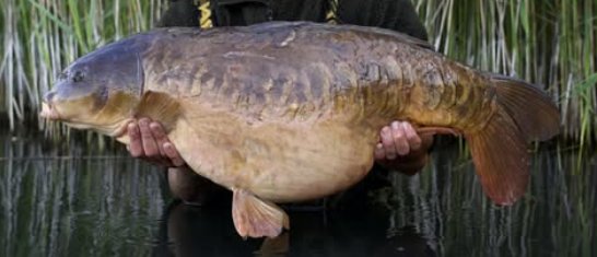 The Friendly Linear