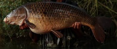 Big Tail Common