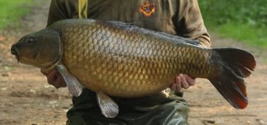Tommys Common