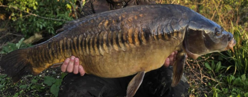Cut Tail Linear