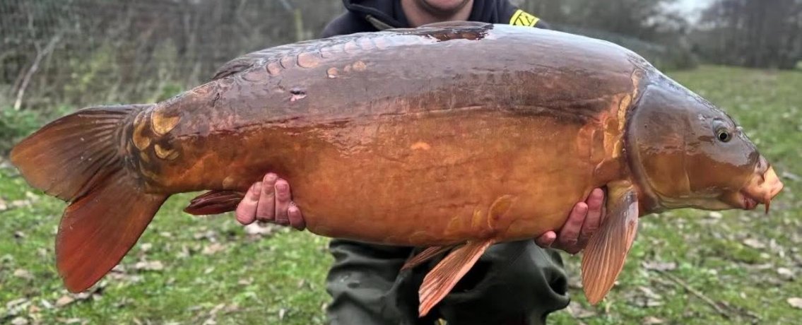Chestnut Mirror