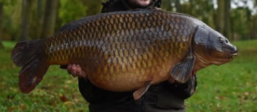 Bens Common