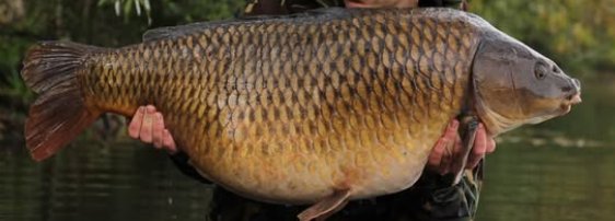 The Box Common