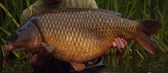 The Chinese Common