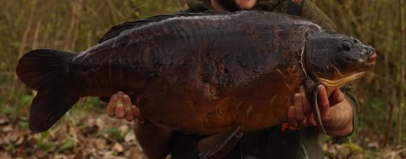 The Millwall Fish