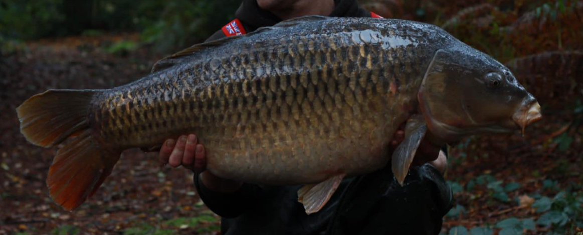Wimpys Common