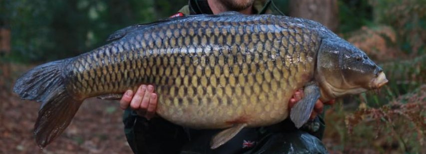 The Roach Common