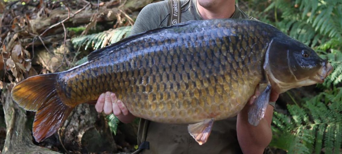 Dot Scale Common