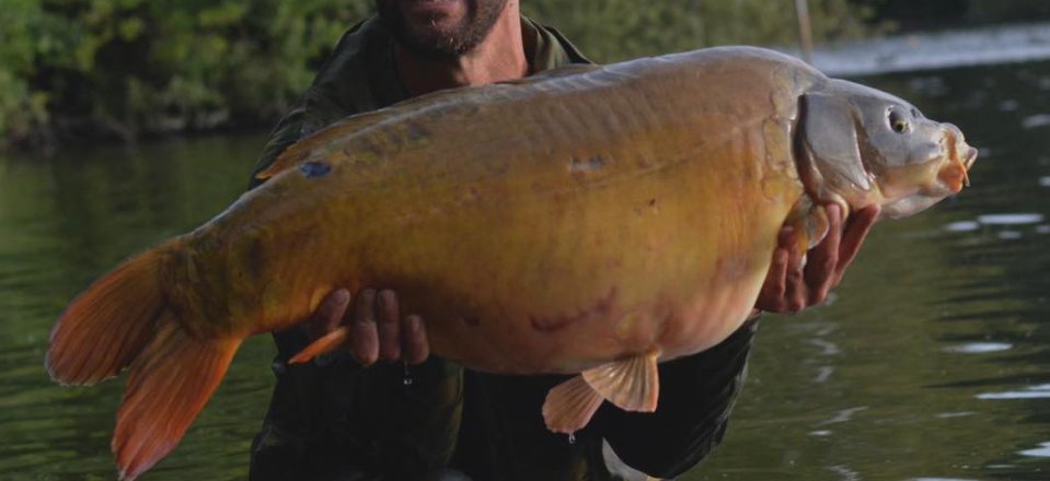 The Koi