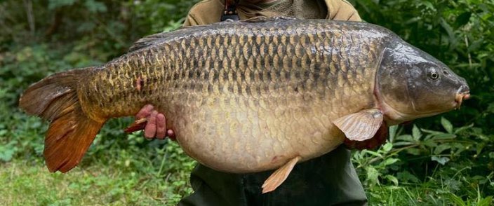 Kingi Common