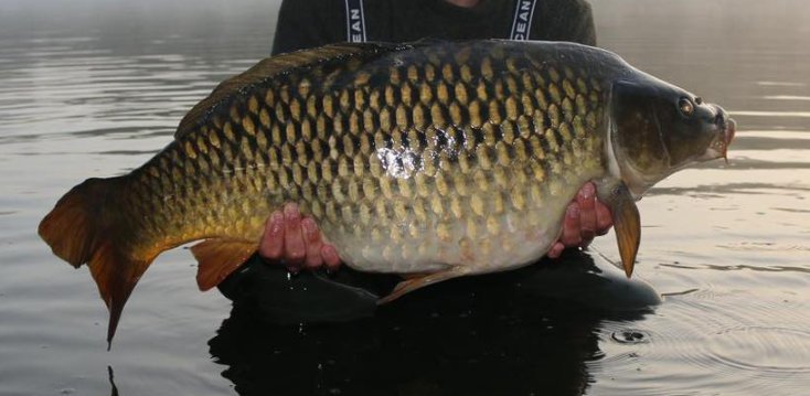 Box Common