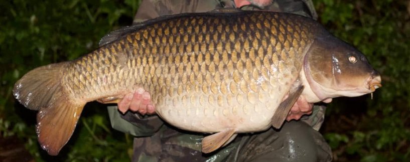 Bullnose