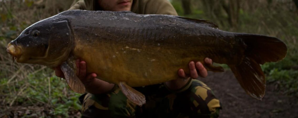 The Tench Fish