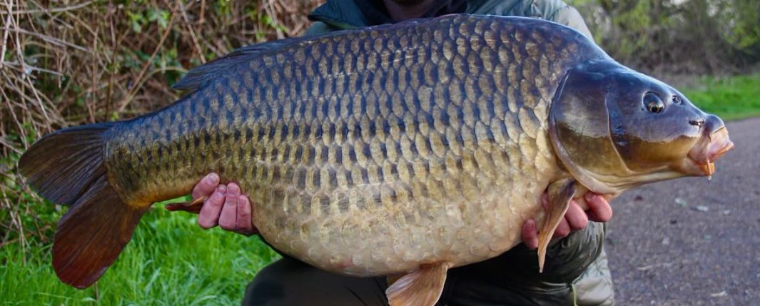 The North Common