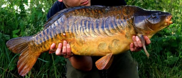 Broke Back Linear