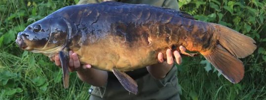 Charlie's Fish