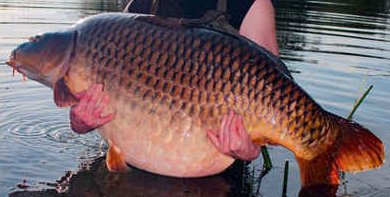 The Der Common