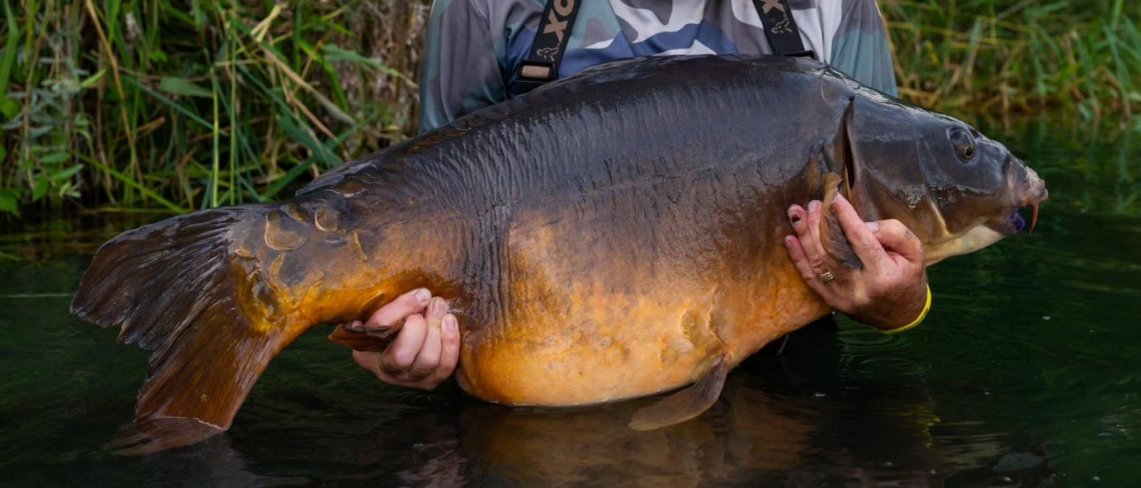 Jo's Fish