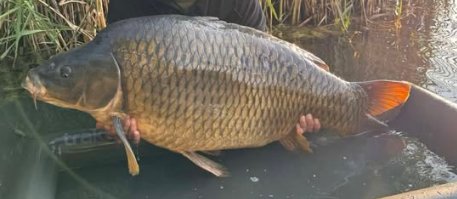 Sava