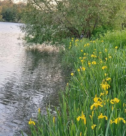 Theale Fisheries